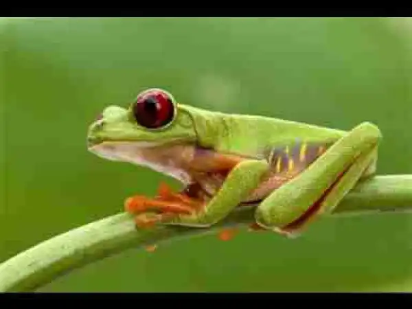 Video: Panama Wild - National Geographic || Full Documentary with subtitles